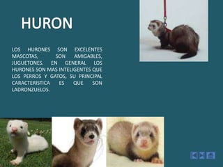 HURONLOS HURONES SON EXCELENTES MASCOTAS,  SON AMIGABLES, JUGUETONES. EN GENERAL LOS HURONES SON MAS INTELIGENTES QUE LOS PERROS Y GATOS, SU PRINCIPAL CARACTERISTICA ES QUE SON LADRONZUELOS.