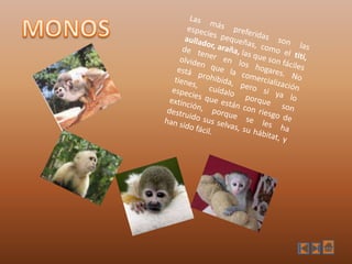 MONOSLas más preferidas son las especies pequeñas, como el tití, aullador, araña, las que son fáciles de tener en los hogares. No olviden que la comercialización está prohibida, pero si ya lo tienes, cuídalo porque son especies que están con riesgo de extinción, porque se les ha destruido sus selvas, su hábitat, y han sido fácil.