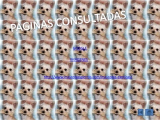 PAGINASCONSULTADASGOOGLEIMAGENEShttp://www.mascotasyperros.com/mascotas-exoticas/