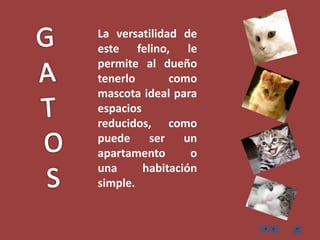 GATOSLa versatilidad de este felino, le permite al dueño tenerlo como mascota ideal para espacios reducidos, como puede ser un apartamento o una habitación simple.