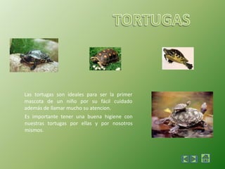 TORTUGASLas tortugas son ideales para ser la primer mascota de un niño por su fácil cuidado además de llamar mucho su atencion.Es importante tener una buena higiene con nuestras tortugas por ellas y por nosotros mismos.