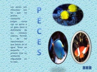 PECESLos peces son mascotas con las que no podrás compartir juegos como con un perro o un gato, pero sí disfrutarás de sus intensos colores, formas y de los movimientos que hacen en el agua. Tener un pequeño acuario crea un ambiente inigualable en  tu casa