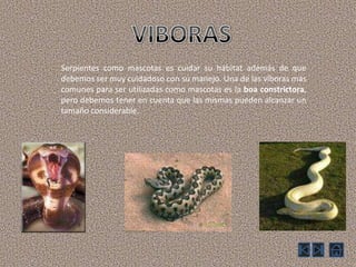 VIBORASSerpientes como mascotas es cuidar su hábitat además de que debemos ser muy cuidadoso con su manejo. Una de las víboras más comunes para ser utilizadas como mascotas es la boa constrictora, pero debemos tener en cuenta que las mismas pueden alcanzar un tamaño considerable.