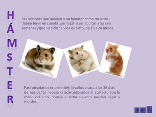 hámsterLas personas que quieren a un hámster como mascota deben tener en cuenta que llegan a ser adultos a las seis semanas y que su ciclo de vida es corto, de 18 a 24 meses.Para adoptarlos es preferible llevarlos a casa a los 26 días de nacido.“Es necesario acostumbrarlos al contacto con lamano del amo, porque al estar alejados pueden llegar amorder.