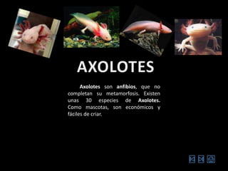 AXOLOTESLos Axolotes son anfibios, que no completan su metamorfosis. Existen unas 30 especies de Axolotes.Como mascotas, son económicos y fáciles de criar.