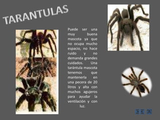 TARANTULASPuede ser una muy buena mascota ya que no ocupa mucho espacio, no hace ruido y no demanda grandes cuidados.Una tarántula mascota tenemos que mantenerla en una pecera de 20 litros y alta con muchos agujeros para ayudar la ventilación y con luz.