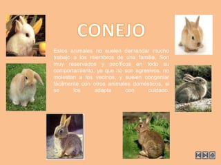 CONEJOEstos animales no suelen demandar mucho trabajo a los miembros de una familia. Son muy reservados y pacíficos en todo su comportamiento, ya que no son agresivos, no molestan a los vecinos, y suelen congeniar fácilmente con otros animales domésticos, si se los adapta con cuidado. 