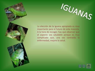 IGUANASLa elección de la iguana apropiada es muy importante para el futuro de esta mascota. A la hora de escoger, hay que observar que el aspecto sea saludable porque es muy complicado que, una vez contraída la enfermedad, mejore la salud.