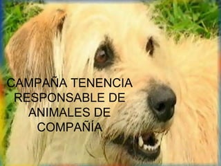 CAMPAÑA TENENCIA
 RESPONSABLE DE
   ANIMALES DE
    COMPAÑÍA
 