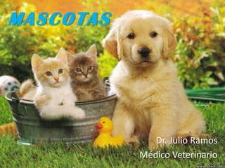 MASCOTAS




              Dr. Julio Ramos
           Médico Veterinario
 