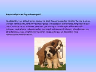 Porque adoptar en lugar de comprar?
La adopción es un acto de amor, porque no darle la oportunidad de cambiar tu vida a un ser
vivo con tanto cariño para dar? perros y gatos son recatados diariamente por personas que
aman y cuidan de los animales, personas que entregan sus vidas por el bienestar de
animales maltratados y abandonados, muchos de estos animales fueron abandonados por
otras familias, otros simplemente nacieron en las calles por un descontrol en la
reproducción de las hembras.

 