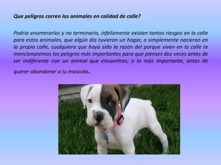 Que peligros corren los animales en calidad de calle?
Podría enumerarlos y no terminaría, infelizmente existen tantos riesgos en la calle
para estos animales, que algún día tuvieron un hogar, o simplemente nacieron en
la propia calle, cualquiera que haya sido la razón del porque viven en la calle te
mencionaremos los peligros más importantes para que pienses dos veces antes de
ser indiferente con un animal que encuentres, o lo más importante, antes de
querer abandonar a tu mascota

.

 