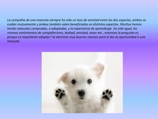 La compañía de una mascota siempre ha sido un lazo de amistad entre las dos especies, ambos se
cuidan mutuamente y ambos también salen beneficiados en distintos aspectos. Muchos hemos
tenido mascotas compradas, o adoptadas, y la experiencia de aprendizaje ha sido igual, los
mismos sentimientos de compañerismo, lealtad, amistad, amor etc., entonces la pregunta es,
porque es importante adoptar? te daremos muy buenas razones para le des la oportunidad a una
mascota.

 