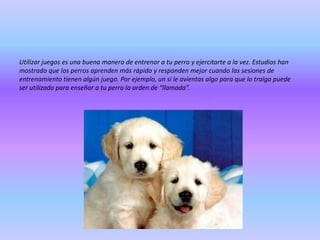 Utilizar juegos es una buena manera de entrenar a tu perro y ejercitarte a la vez. Estudios han
mostrado que los perros aprenden más rápido y responden mejor cuando las sesiones de
entrenamiento tienen algún juego. Por ejemplo, un si le avientas algo para que lo traiga puede
ser utilizado para enseñar a tu perro la orden de “llamada”.

 
