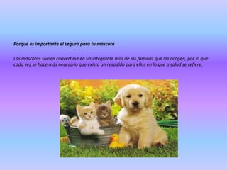 Porque es importante el seguro para tu mascota
Las mascotas suelen convertirse en un integrante más de las familias que las acogen, por lo que
cada vez se hace más necesario que exista un respaldo para ellos en lo que a salud se refiere.

 