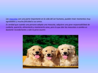 Las mascotas son una parte importante en la vida del ser humano, pueden traer momentos muy
agradables y mucha felicidad a sus amos.
Es verdad que cuando una persona adopta una mascota, adquiere una gran responsabilidad de
cuidarla, quererla, alimentarla y mantenerla sana, pero lo que dan las mascotas a cambio es
bastante reconfortante y vale la pena asumir.

 