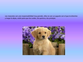 Las mascotas son una responsabilidad muy grande, ellas no son un juguete con el que te diviertes
y luego lo dejas, están para que las cuides, las quieras y las protejas.

 