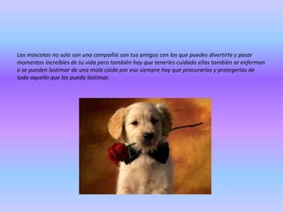 Las mascotas no solo son una compañía son tus amigos con los que puedes divertirte y pasar
momentos increíbles de tu vida pero también hay que tenerles cuidado ellas también se enferman
o se pueden lastimar de una mala caída por eso siempre hay que procurarlas y protegerlas de
todo aquello que las pueda lastimar.

 
