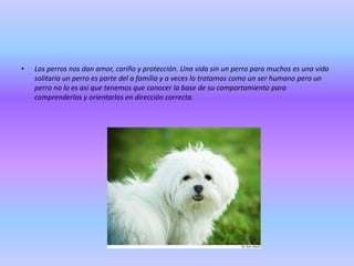 •

Los perros nos dan amor, cariño y protección. Una vida sin un perro para muchos es una vida
solitaria un perro es parte del a familia y a veces lo tratamos como un ser humano pero un
perro no lo es así que tenemos que conocer la base de su comportamiento para
comprenderlos y orientarlos en dirección correcta.

 