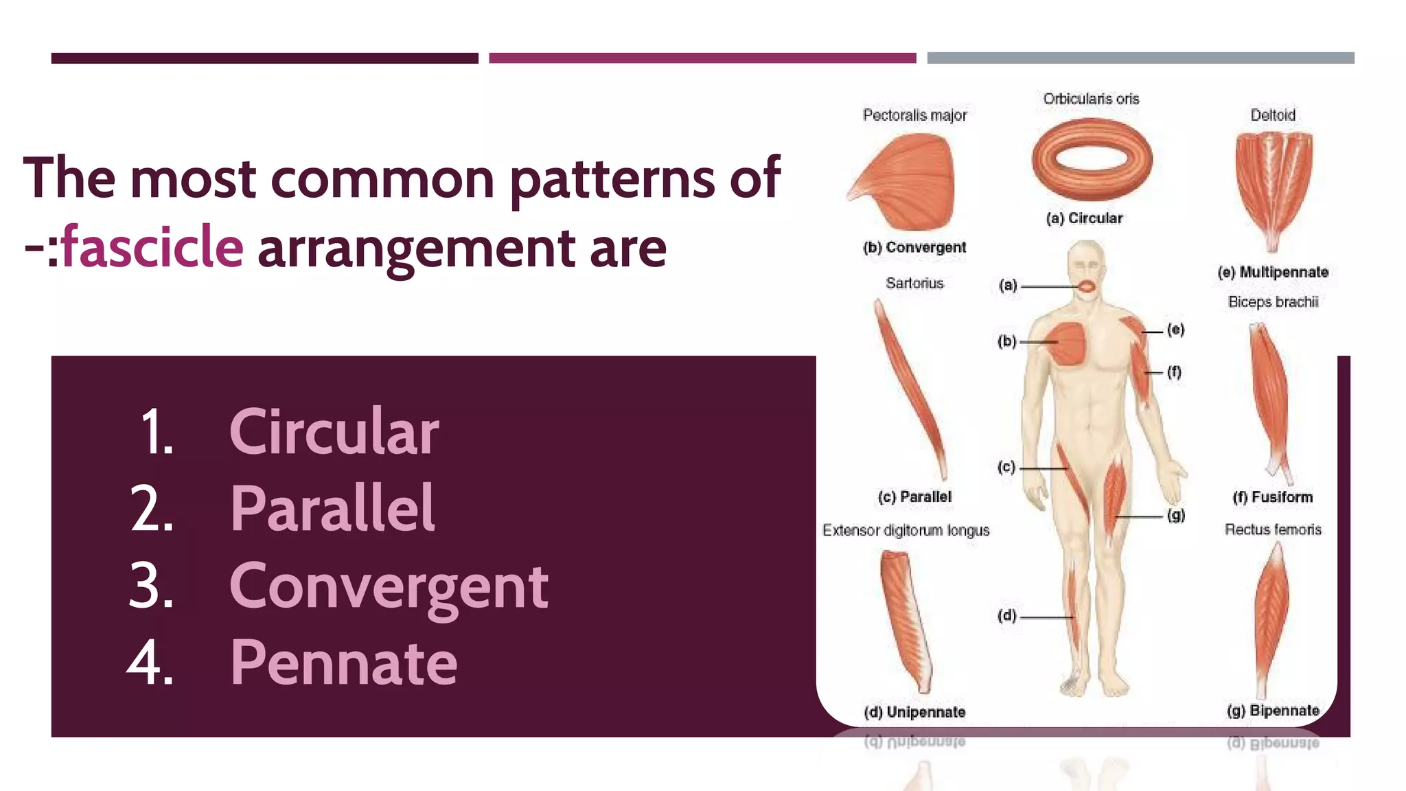 The most common patterns of
-:fascicle arrangement are
1. Circular
2. Parallel
3. Convergent
4. Pennate
 