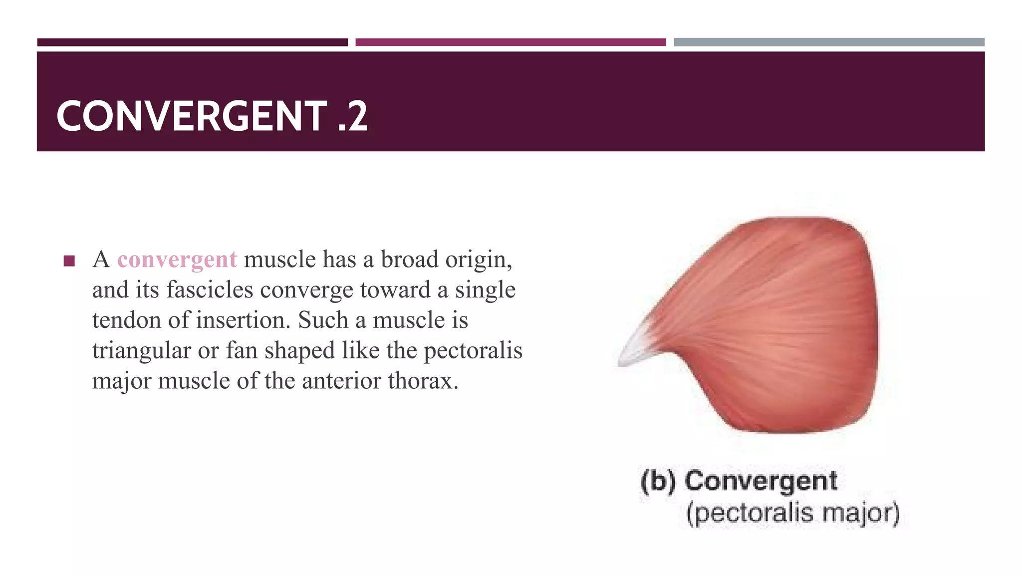 CONVERGENT .2
◼ A convergent muscle has a broad origin,
and its fascicles converge toward a single
tendon of insertion. Such a muscle is
triangular or fan shaped like the pectoralis
major muscle of the anterior thorax.
 
