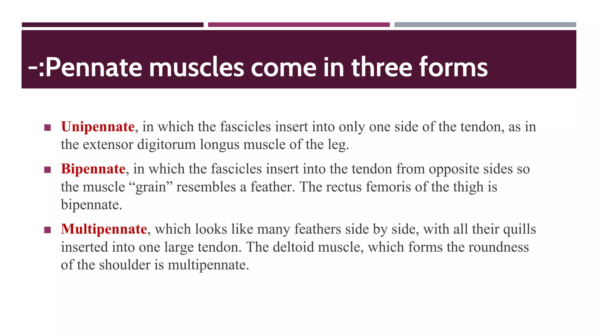 -:Pennate muscles come in three forms
◼ Unipennate, in which the fascicles insert into only one side of the tendon, as in
the extensor digitorum longus muscle of the leg.
◼ Bipennate, in which the fascicles insert into the tendon from opposite sides so
the muscle “grain” resembles a feather. The rectus femoris of the thigh is
bipennate.
◼ Multipennate, which looks like many feathers side by side, with all their quills
inserted into one large tendon. The deltoid muscle, which forms the roundness
of the shoulder is multipennate.
 
