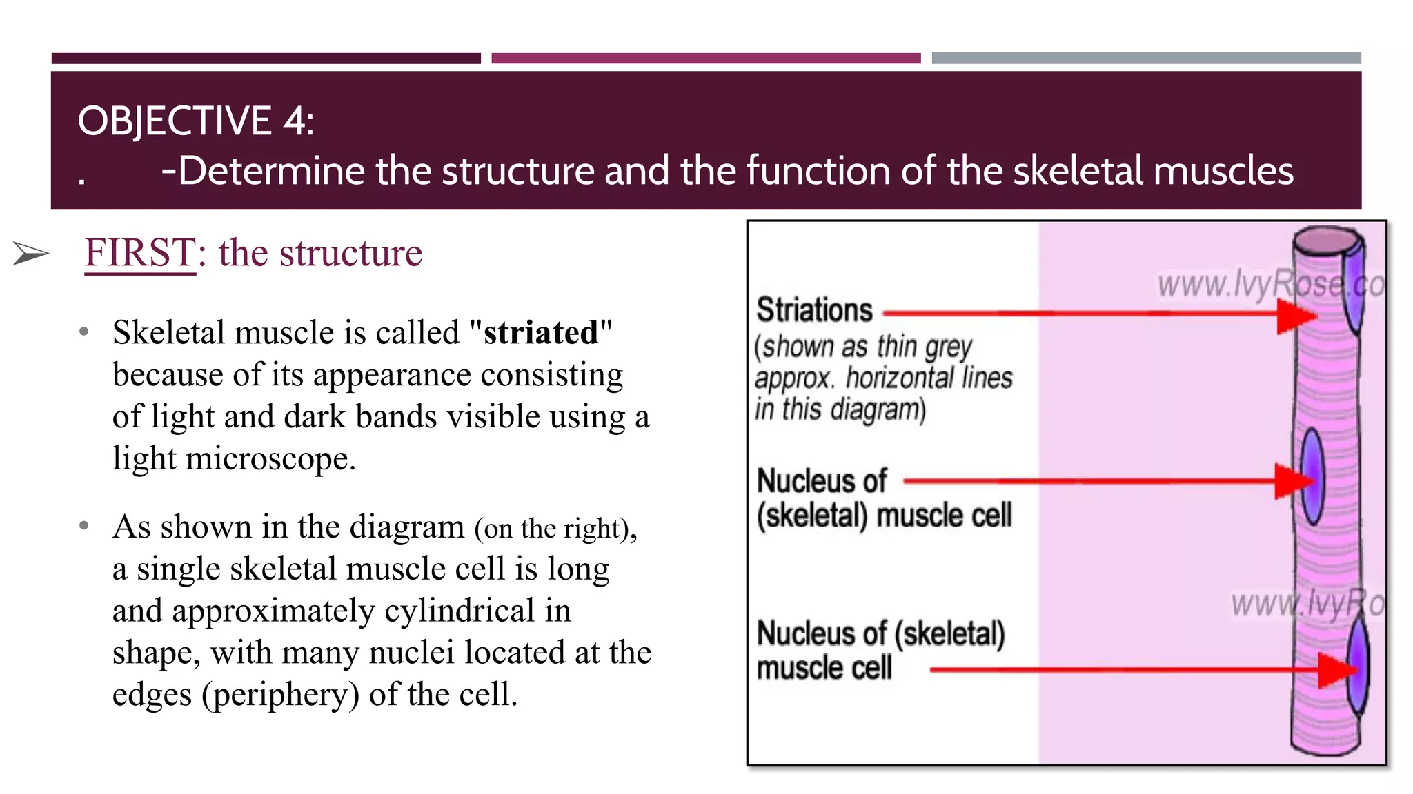 OBJECTIVE 4:
. -Determine the structure and the function of the skeletal muscles
➢ FIRST: the structure
• Skeletal muscle is called "striated"
because of its appearance consisting
of light and dark bands visible using a
light microscope.
• As shown in the diagram (on the right),
a single skeletal muscle cell is long
and approximately cylindrical in
shape, with many nuclei located at the
edges (periphery) of the cell.
 