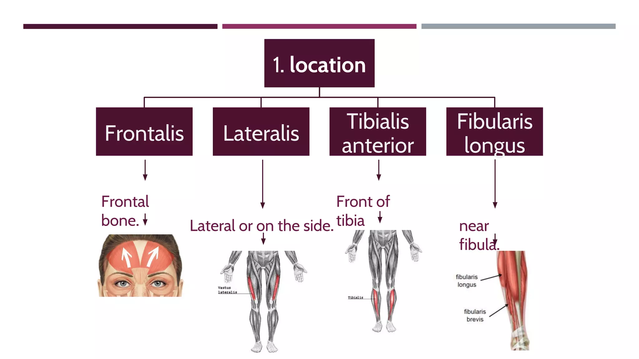 1. location
Frontalis Lateralis
Tibialis
anterior
Fibularis
longus
Frontal
bone. Lateral or on the side.
Front of
tibia near
fibula.
 