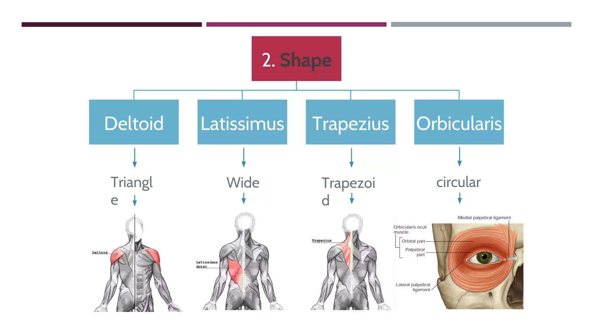 2. Shape
Deltoid Latissimus Trapezius Orbicularis
Triangl
e
Wide Trapezoi
d
circular
 