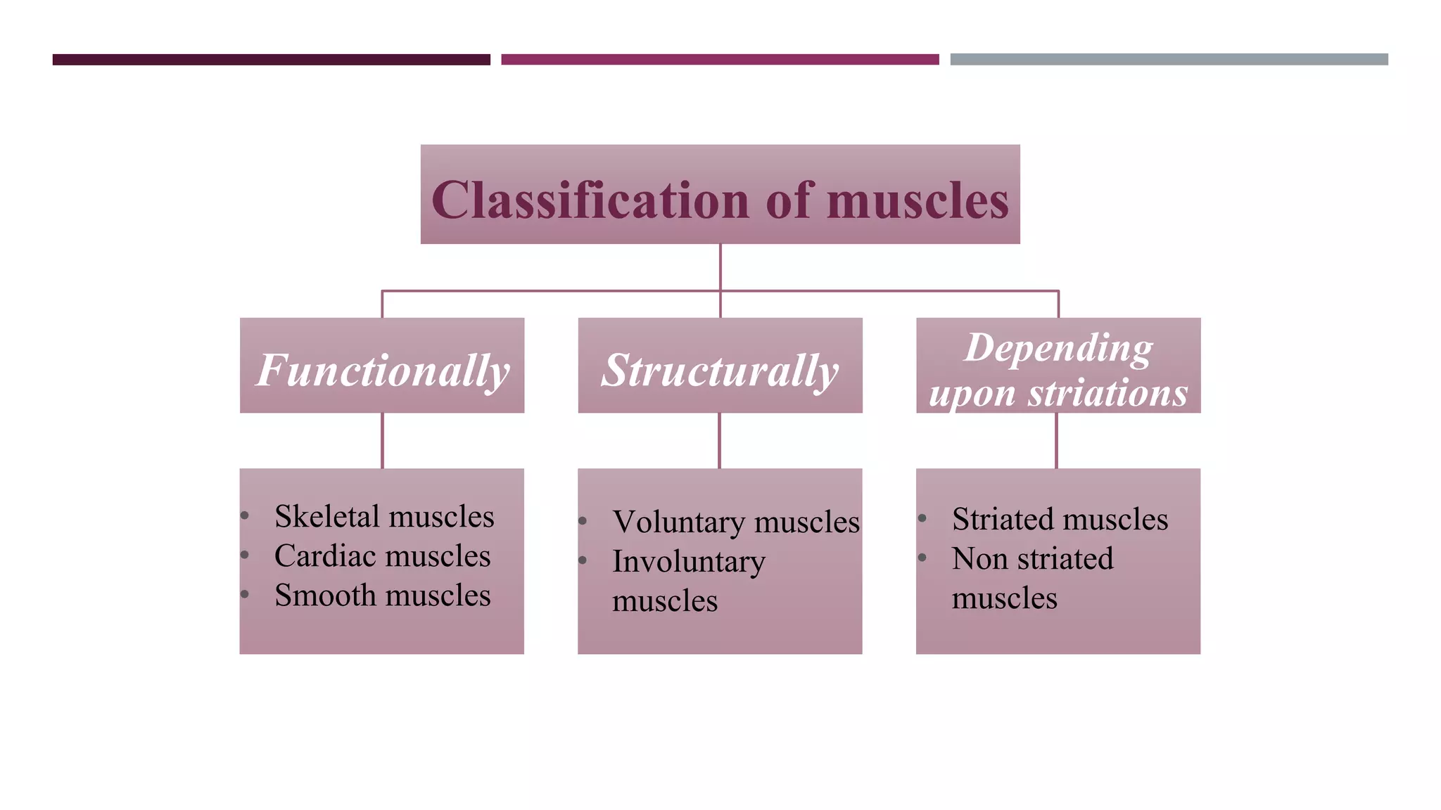 Classification of muscles
Functionally Structurally
Depending
upon striations
• Skeletal muscles
• Cardiac muscles
• Smooth muscles
• Voluntary muscles
• Involuntary
muscles
• Striated muscles
• Non striated
muscles
 