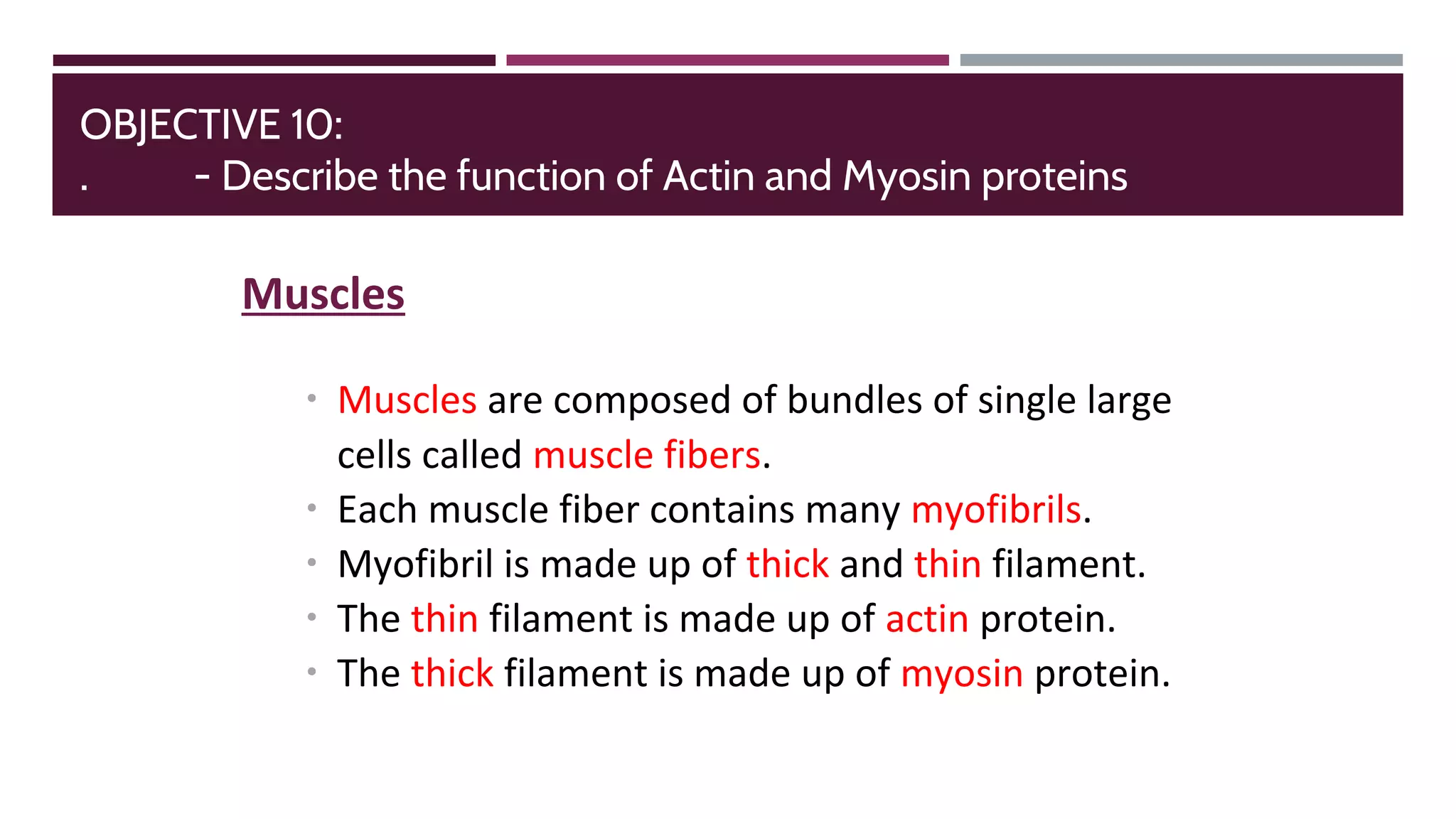 Muscles
∙ Muscles are composed of bundles of single large
cells called muscle fibers.
∙ Each muscle fiber contains many myofibrils.
∙ Myofibril is made up of thick and thin filament.
∙ The thin filament is made up of actin protein.
∙ The thick filament is made up of myosin protein.
OBJECTIVE 10:
. - Describe the function of Actin and Myosin proteins
 