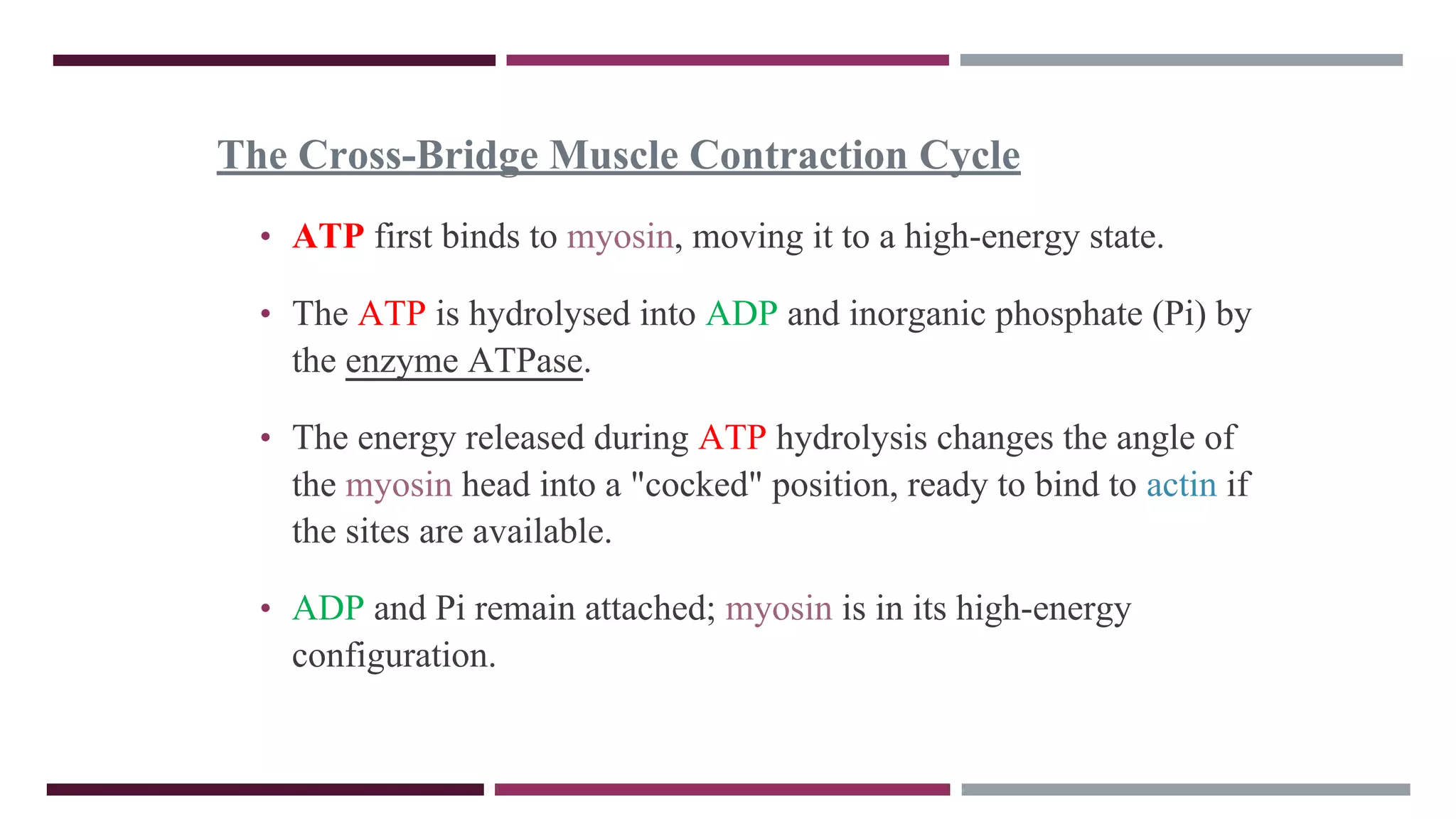 The Cross-Bridge Muscle Contraction Cycle
• ATP first binds to myosin, moving it to a high-energy state.
• The ATP is hydrolysed into ADP and inorganic phosphate (Pi) by
the enzyme ATPase.
• The energy released during ATP hydrolysis changes the angle of
the myosin head into a "cocked" position, ready to bind to actin if
the sites are available.
• ADP and Pi remain attached; myosin is in its high-energy
configuration.
 