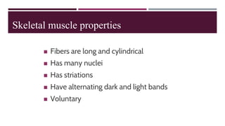 Skeletal muscle properties
◼ Fibers are long and cylindrical
◼ Has many nuclei
◼ Has striations
◼ Have alternating dark and light bands
◼ Voluntary
 