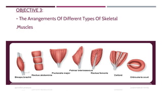 OBJECTIVE 3:
- The Arrangements Of Different Types Of Skeletal
.Muscles
 