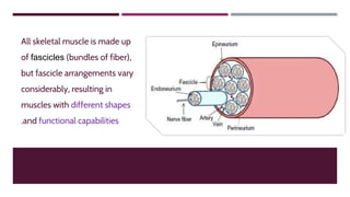 All skeletal muscle is made up
of fascicles (bundles of fiber),
but fascicle arrangements vary
considerably, resulting in
muscles with different shapes
.and functional capabilities
 