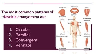 The most common patterns of
-:fascicle arrangement are
1. Circular
2. Parallel
3. Convergent
4. Pennate
 