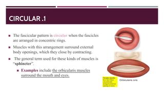 CIRCULAR .1
◼ The fascicular pattern is circular when the fascicles
are arranged in concentric rings.
◼ Muscles with this arrangement surround external
body openings, which they close by contracting.
◼ The general term used for these kinds of muscles is
“sphincter”.
◼ Examples include the orbicularis muscles
surround the mouth and eyes.
 