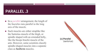 PARALLEL .3
◼ In a parallel arrangement, the length of
the fascicles runs parallel to the long
axis of the muscle.
◼ Such muscles are either straplike like
the Sartorius muscle of the thigh, or
spindle shaped with an extended belly,
like the biceps brachii muscle of the
arm. However, some scientists classify
spindle-shaped muscles into a separate
class as fusiform muscles.
 