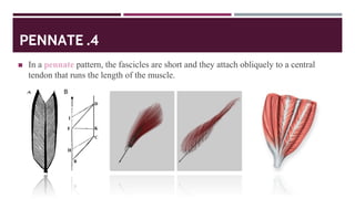 PENNATE .4
◼ In a pennate pattern, the fascicles are short and they attach obliquely to a central
tendon that runs the length of the muscle.
 
