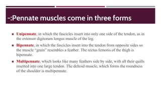 -:Pennate muscles come in three forms
◼ Unipennate, in which the fascicles insert into only one side of the tendon, as in
the extensor digitorum longus muscle of the leg.
◼ Bipennate, in which the fascicles insert into the tendon from opposite sides so
the muscle “grain” resembles a feather. The rectus femoris of the thigh is
bipennate.
◼ Multipennate, which looks like many feathers side by side, with all their quills
inserted into one large tendon. The deltoid muscle, which forms the roundness
of the shoulder is multipennate.
 