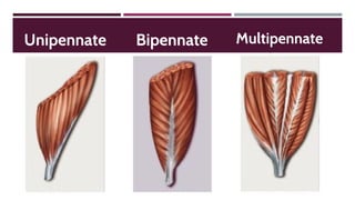 Unipennate Bipennate Multipennate
 