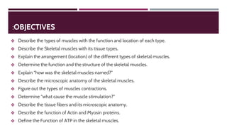 :OBJECTIVES
❖ Describe the types of muscles with the function and location of each type.
❖ Describe the Skeletal muscles with its tissue types.
❖ Explain the arrangement (location) of the different types of skeletal muscles.
❖ Determine the function and the structure of the skeletal muscles.
❖ Explain “how was the skeletal muscles named?”
❖ Describe the microscopic anatomy of the skeletal muscles.
❖ Figure out the types of muscles contractions.
❖ Determine “what cause the muscle stimulation?”
❖ Describe the tissue fibers and its microscopic anatomy.
❖ Describe the function of Actin and Myosin proteins.
❖ Define the Function of ATP in the skeletal muscles.
 