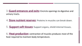 3. Guard entrances and exits: Encircle openings to digestive and
urinary tracts.
4. Store nutrient reserves: Proteins in muscles can break down.
5. Support soft tissues: Support organs, shield internal tissues.
6. Heat production: contraction of muscles produces most of the
heat required to maintain body temperature.
 
