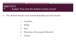 ➢ The skeletal muscles were named depending on some factors:
1. Location.
2. Shape.
3. Size.
4. Direction of the muscle fiber/cell.
5. Action.
OBJECTIVE 5:
”? - Explain “how were the skeletal muscles named
 