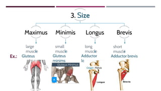 long
muscle
3. Size
Maximus Minimis Longus Brevis
short
muscle
large
muscle
small
muscle
Ex.: Gluteus
maximus
Gluteus
minims
Adductor
longus
Adductor brevis
 