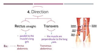 • the muscle are
perpendicular to the long
axis.
• parallel to the
muscle’s long
axis
Ex.: Tranversus
abdominus
Rectus
abdominis
4. Direction
Rectus (straight) Transvers
 