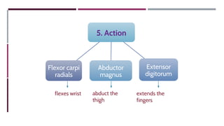 5. Action
Abductor
magnus
Extensor
digitorum
Flexor carpi
radials
extends the
fingers
flexes wrist abduct the
thigh
 
