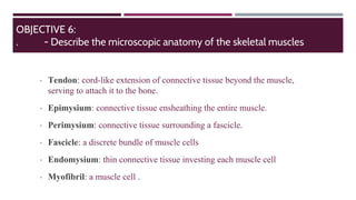 • Tendon: cord-like extension of connective tissue beyond the muscle,
serving to attach it to the bone.
• Epimysium: connective tissue ensheathing the entire muscle.
• Perimysium: connective tissue surrounding a fascicle.
• Fascicle: a discrete bundle of muscle cells
• Endomysium: thin connective tissue investing each muscle cell
• Myofibril: a muscle cell .
OBJECTIVE 6:
. - Describe the microscopic anatomy of the skeletal muscles
 