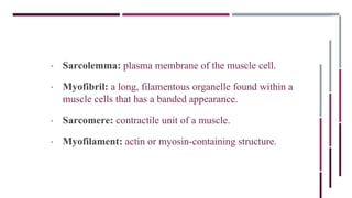 • Sarcolemma: plasma membrane of the muscle cell.
• Myofibril: a long, filamentous organelle found within a
muscle cells that has a banded appearance.
• Sarcomere: contractile unit of a muscle.
• Myofilament: actin or myosin-containing structure.
 