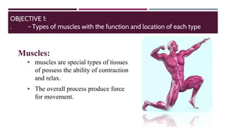 OBJECTIVE 1:
. - Types of muscles with the function and location of each type
Muscles:
▪ muscles are special types of tissues
of possess the ability of contraction
and relax.
▪ The overall process produce force
for movement.
 